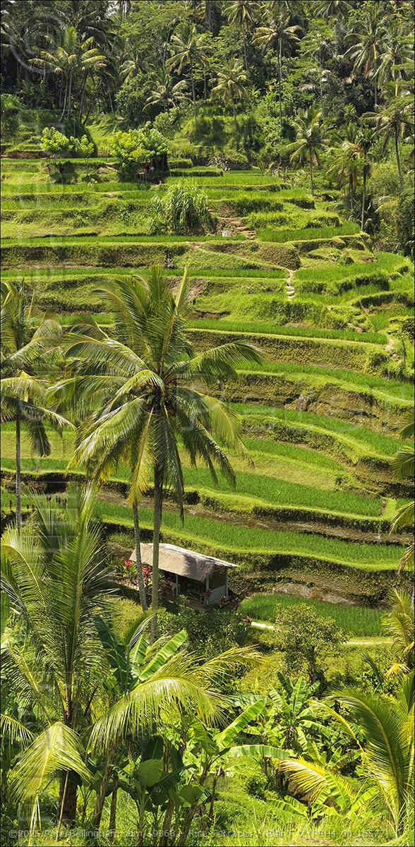 Peter Bellingham Photography Rice Terraces - Bali T V (PBH4 00 16577)